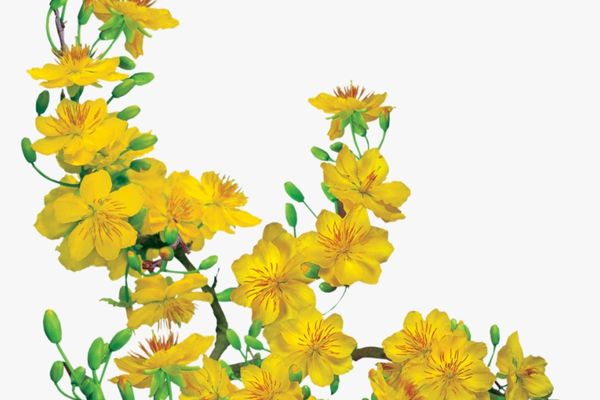 tai anh hoa mai danh cho thiet ke