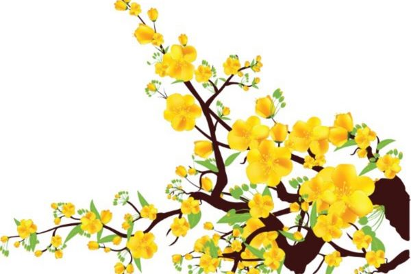 vector hoa mai danh cho thiet ke