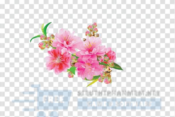 ảnh vector hoa đào