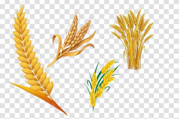 download vector bông lúa