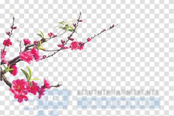 download vector hoa anh đào