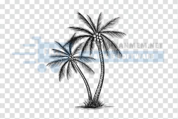 hình ảnh cây dừa vector