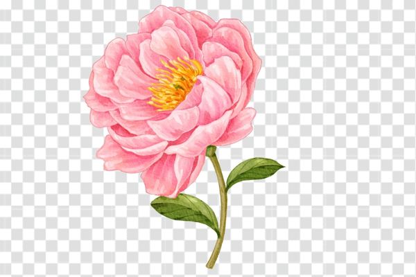 hình ảnh hoa mẫu đơn