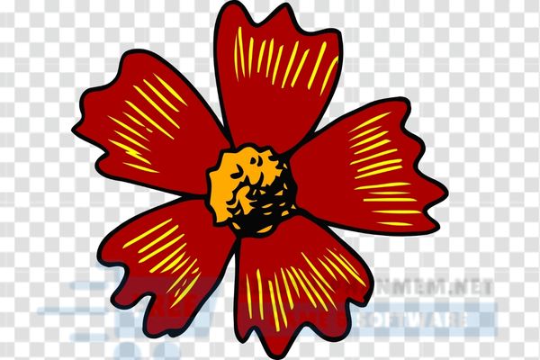 hình ảnh mẫu hoa 5 cánh