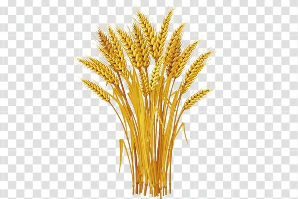 hình ảnh vector bông lúa