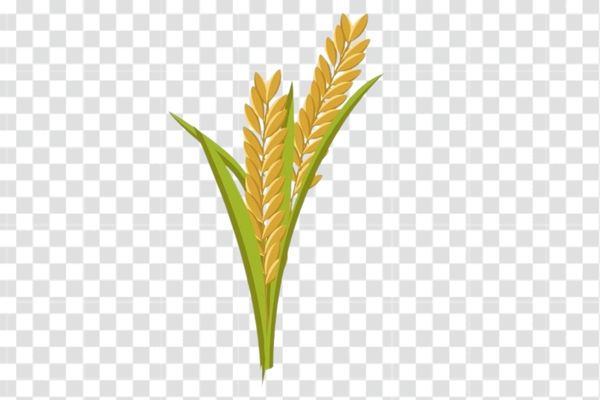 hình ảnh bông lúa vector