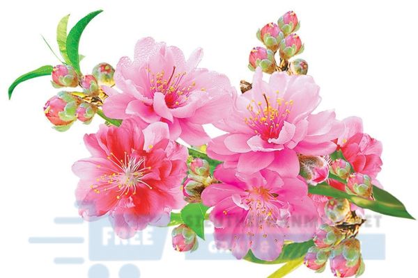 hình hoa anh đào thiết kế