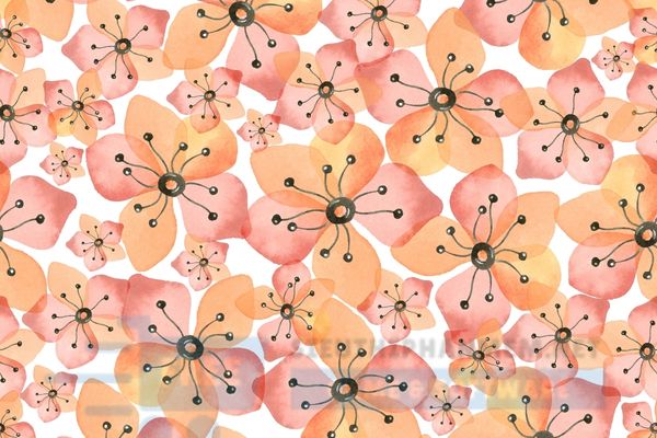 hình ảnh vector bông hoa 5 cánh