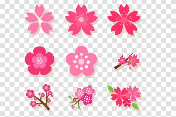 hình vector hoa anh đào