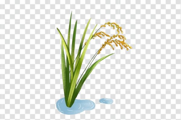 mẫu bông lúa vector