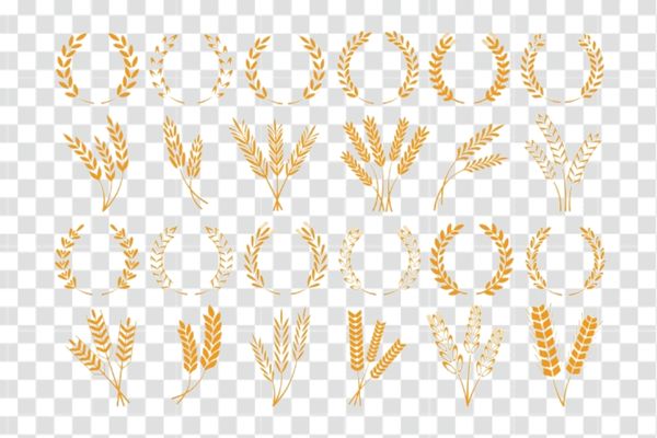 mẫu vector bông lúa