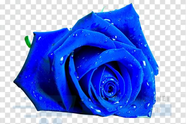 màu vector hoa hồng màu tím