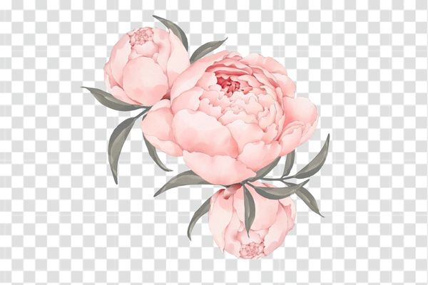 tải ảnh mẫu đơn vector