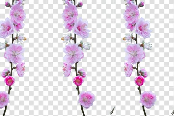 vector hoa anh đào