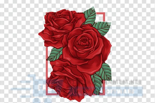 vector hoa hồng đỏ