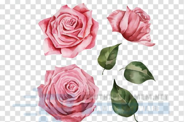 vector hoa hồng đơn giản