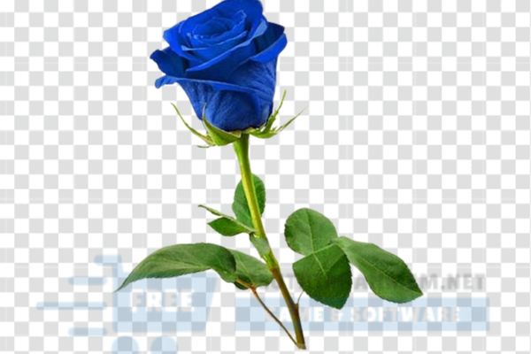 vector hoa hồng màu tím