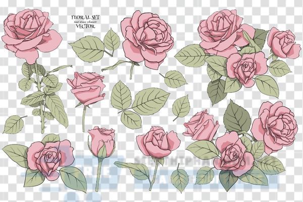 vector hoa hồng thiết kế